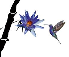 inspireret af den smukke kolibri