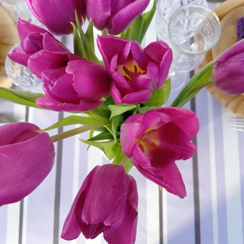 smukke tulipaner til den lilla dug