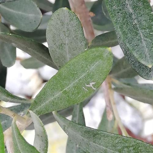 et dejligt oliven træ